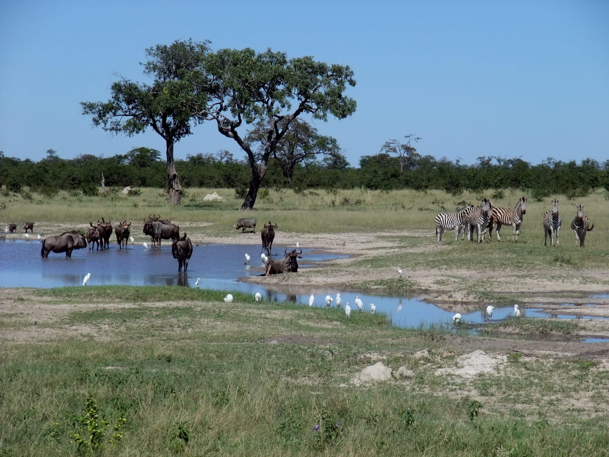 Okavango & Chobe